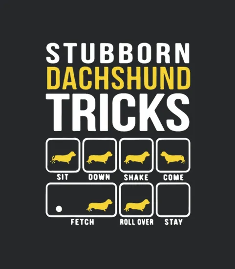 Stubborn Dachshund Tricks Sit Down Shake Come