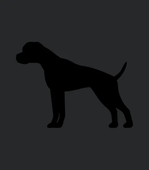 Boxer Dog