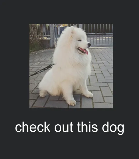 Check Out This Dog Wow