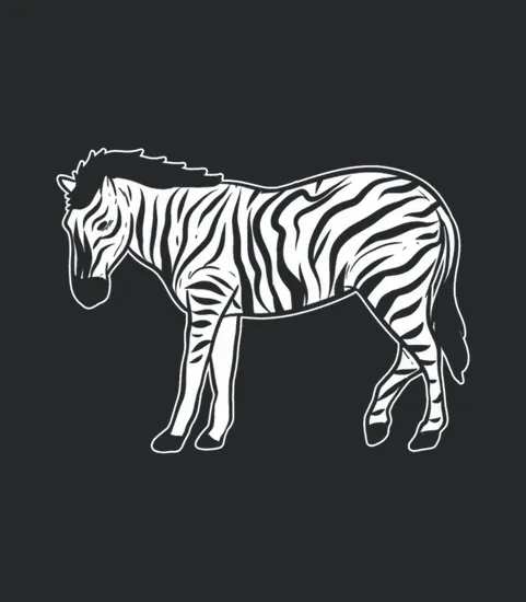 Zebra Safari Animal Zoo Africa Animals