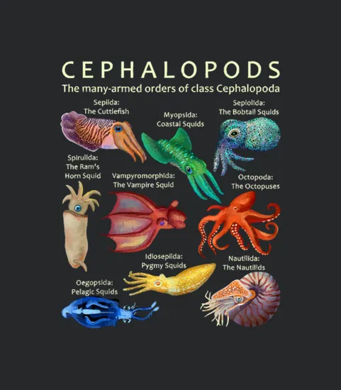 The Cephalopod Octopus Squid Cuttlefish And