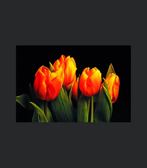 Orange Tulips Poster