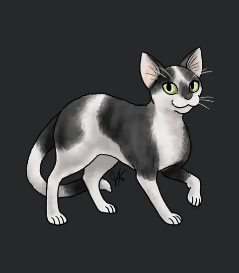 Cat Devon Rex Black And White