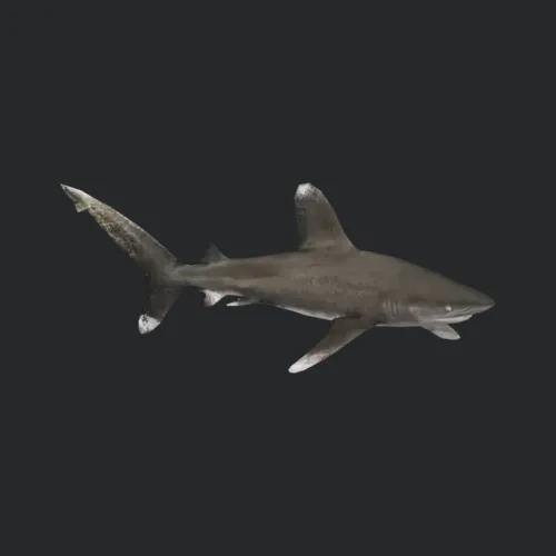 Oceanic Whitetip Shark Zerosvalmont