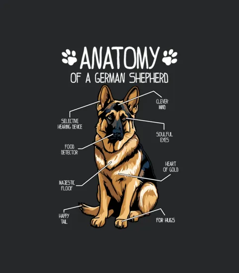 Anatomy Of The German Shepherd