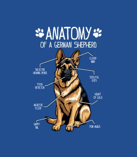 Anatomy Of The German Shepherd
