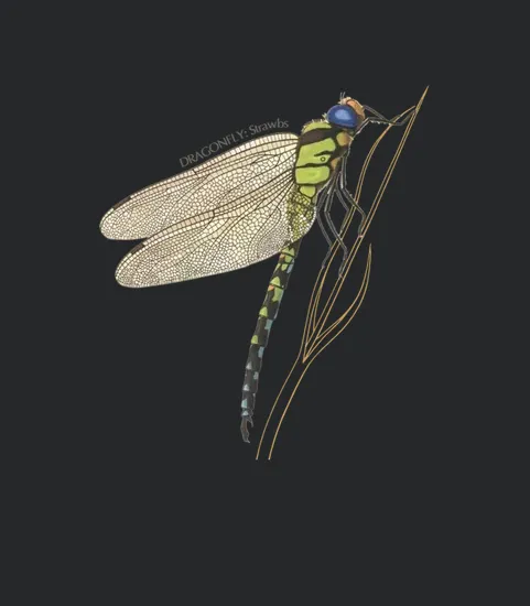 Rk70s 861 Strawbs Dragonfly