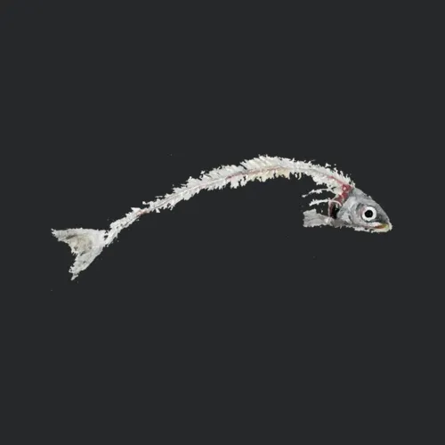 Anchovy Fish Bones